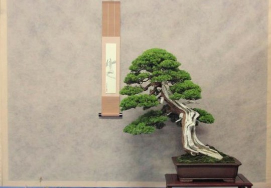 Juniperus Chinensis var. Itoigawa