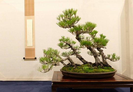 Pinus Thumbergii