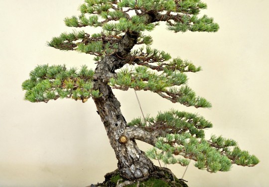 Pinus Pentaphilla