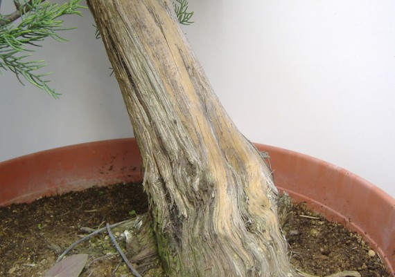 2009 - particolari del tronco
