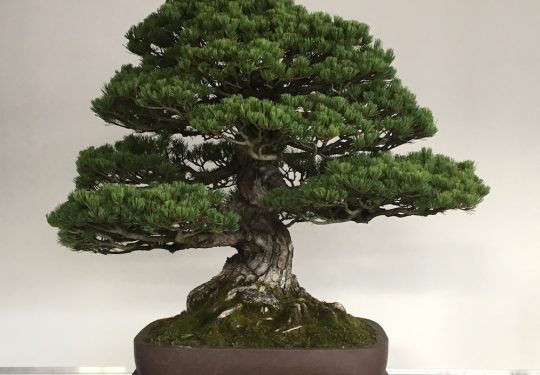 Pinus Parviflora