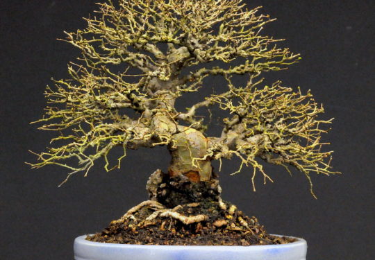 Ulmus Parvifolia